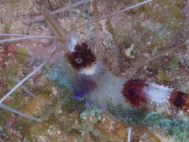 Banded Coral Shrimp IMG 7674